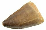 Fossil Mosasaur (Thalassotitan) Tooth - Morocco #364038-1